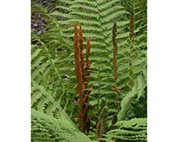 Cinnamon Fern